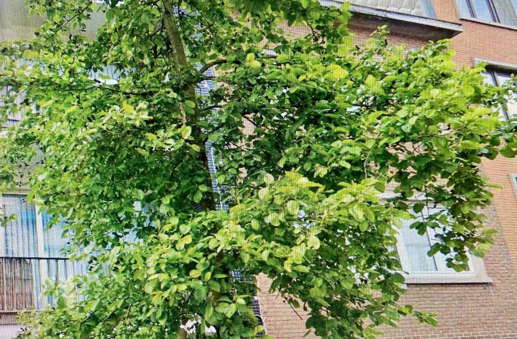Chambre Chants D'Oiseaux Apartment Brussels
